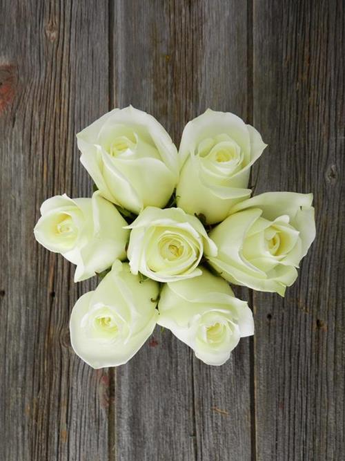 POLO  WHITE ROSES